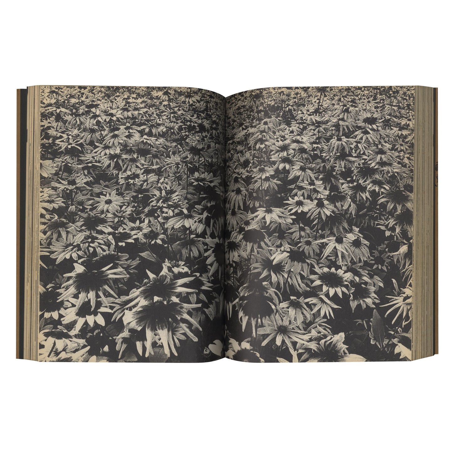 Memories of a Dog, Final Chapter